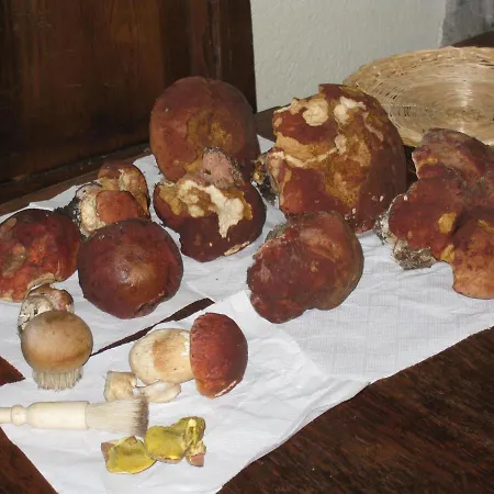 Casa Nel Bosco Alle Macinaie דירה